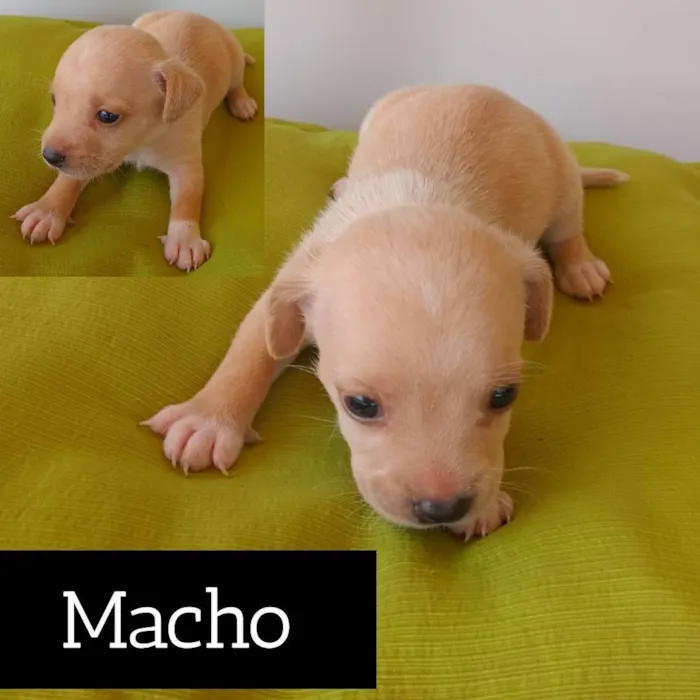 Cachorro ra a SRD-ViraLata idade Abaixo de 2 meses nome coisa fofuxa