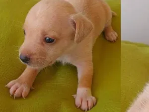 Cachorro raça SRD-ViraLata idade Abaixo de 2 meses nome coisa fofuxa