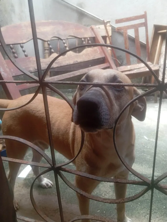 Cachorro ra a SRD-ViraLata idade 4 anos nome Bolinha