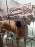 Bolinha