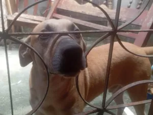 Cachorro raça SRD-ViraLata idade 4 anos nome Bolinha