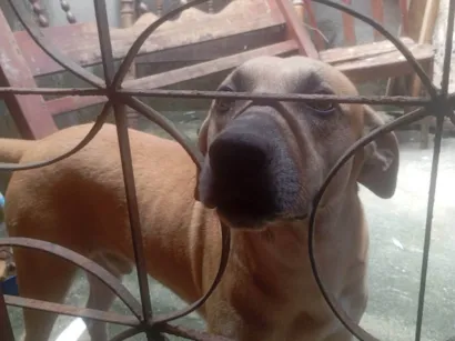 Cachorro raça SRD-ViraLata idade 4 anos nome Bolinha