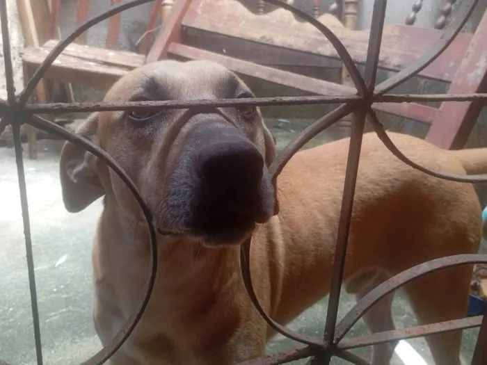 Cachorro ra a SRD-ViraLata idade 4 anos nome Bolinha