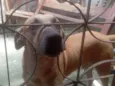 Bolinha