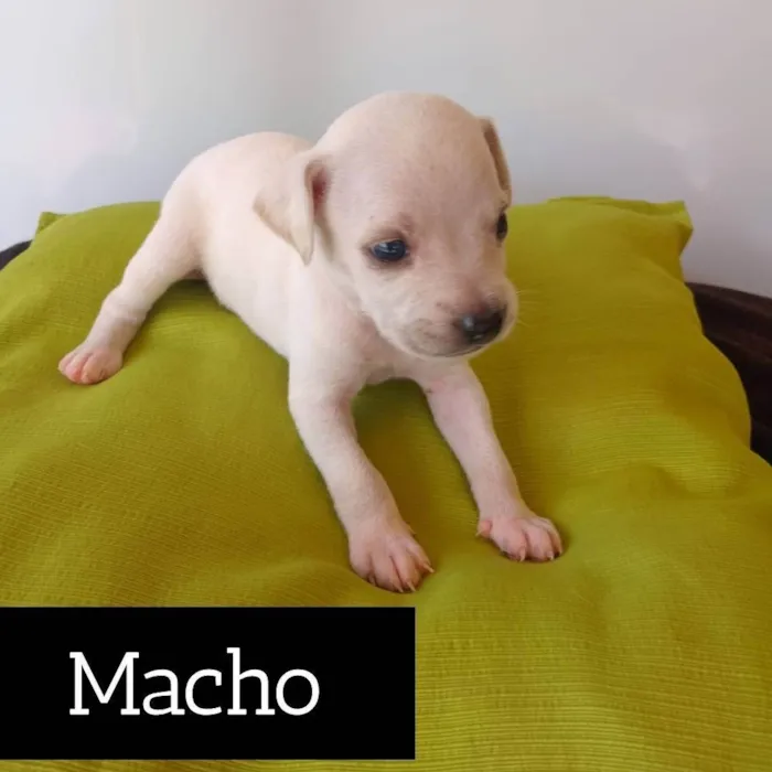 Cachorro ra a SRD-ViraLata idade Abaixo de 2 meses nome coisinha fofa e branca