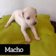 coisinha fofa e branca