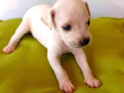 Cachorro raça SRD-ViraLata idade Abaixo de 2 meses nome coisinha fofa e branca