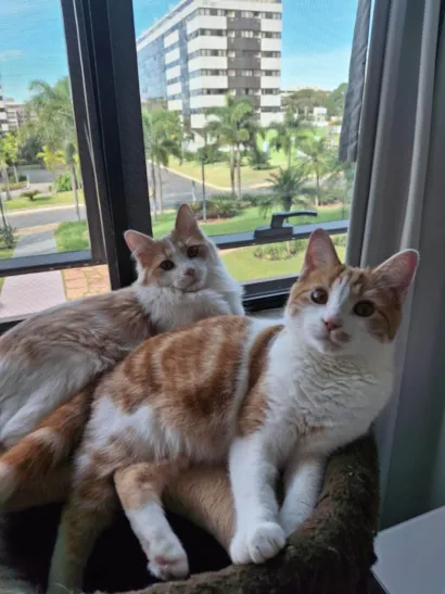 Gato raça SRD-ViraLata idade 7 a 11 meses nome Pedro e Mandioca
