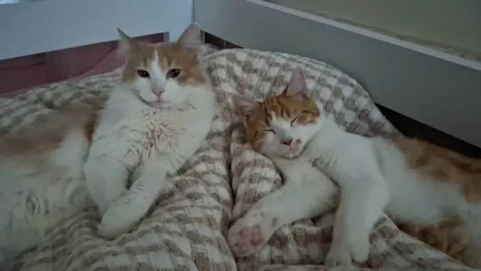 Gato ra a SRD-ViraLata idade 7 a 11 meses nome Pedro e Mandioca