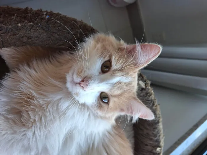 Gato ra a SRD-ViraLata idade 7 a 11 meses nome Pedro e Mandioca