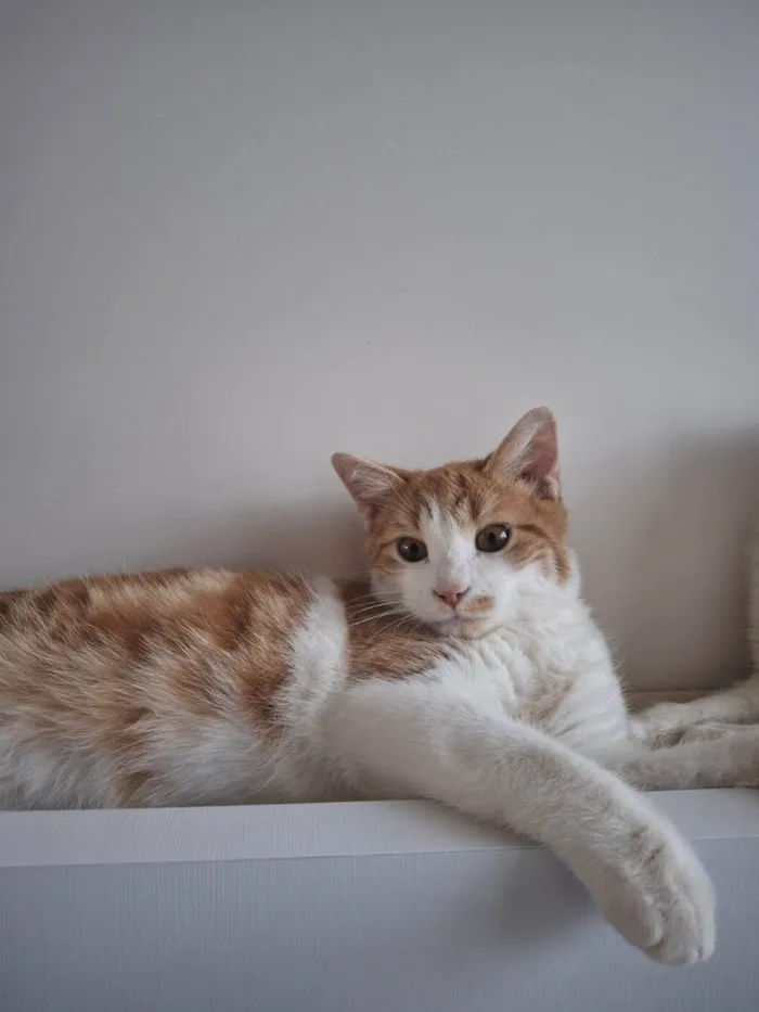 Gato ra a SRD-ViraLata idade 7 a 11 meses nome Pedro e Mandioca