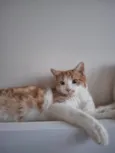Pedro e Mandioca