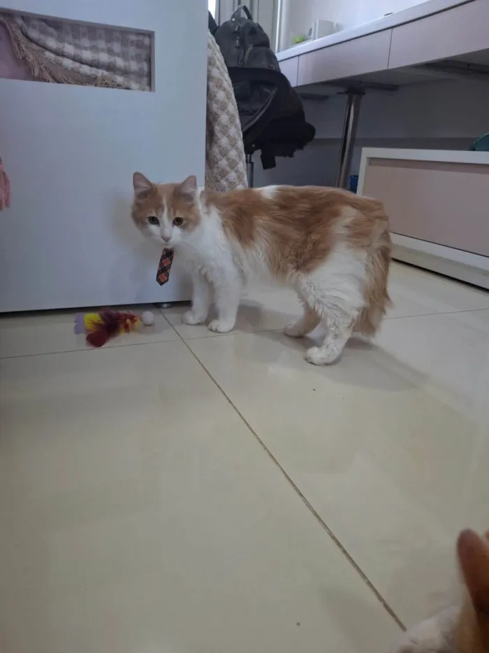 Gato ra a SRD-ViraLata idade 7 a 11 meses nome Pedro e Mandioca