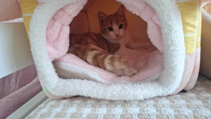 Gato ra a SRD-ViraLata idade 7 a 11 meses nome Pedro e Mandioca