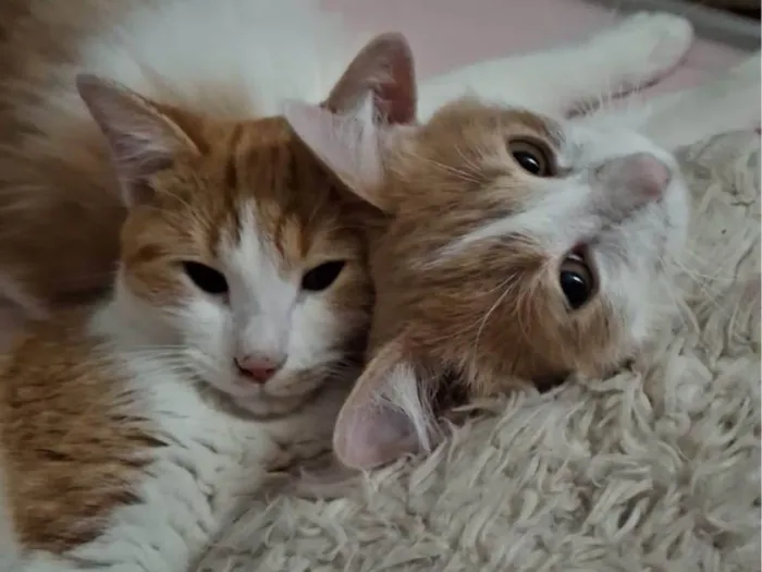 Gato ra a SRD-ViraLata idade 7 a 11 meses nome Pedro e Mandioca 