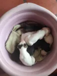 Cachorrinhos