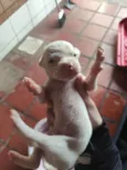 Cachorrinhos