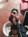 Cachorrinhos