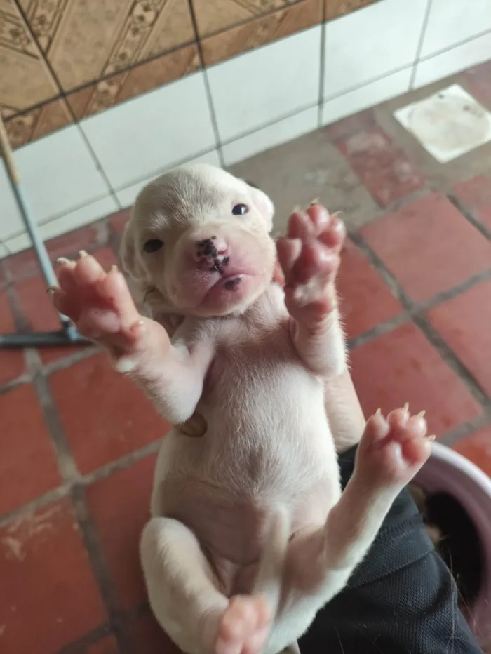 Cachorro ra a SRD-ViraLata idade Abaixo de 2 meses nome Cachorrinhos