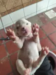 Cachorrinhos