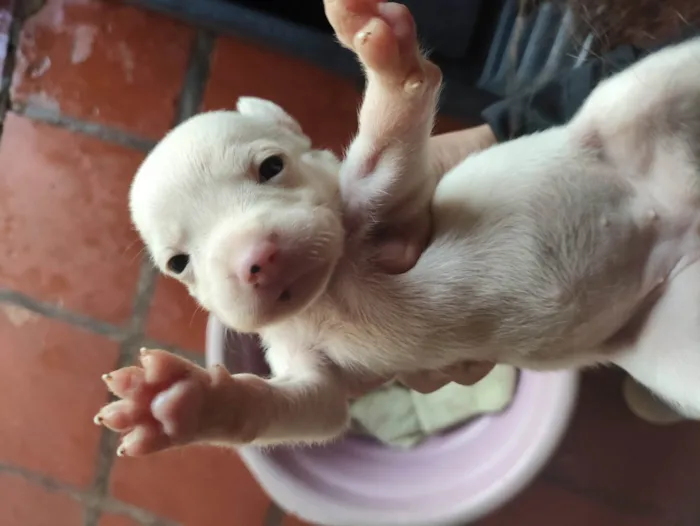 Cachorro ra a SRD-ViraLata idade Abaixo de 2 meses nome Cachorrinhos