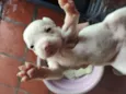Cachorrinhos