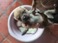 Cachorrinhos