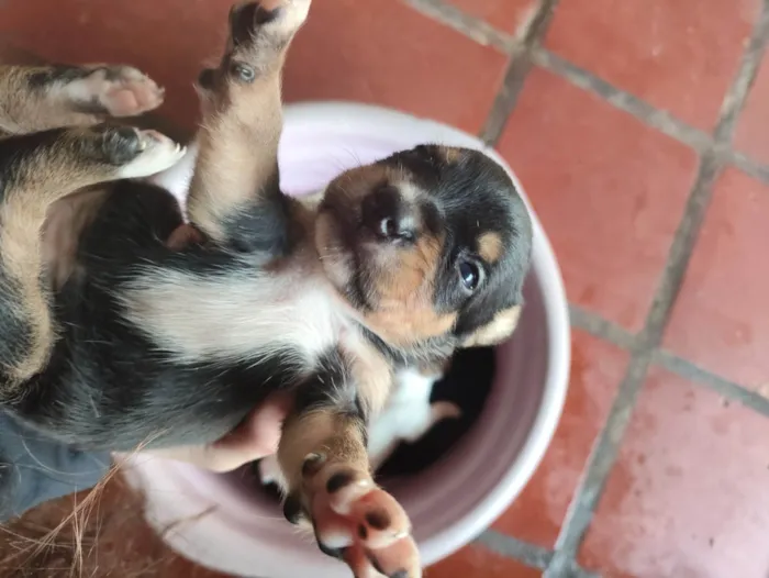 Cachorro ra a SRD-ViraLata idade Abaixo de 2 meses nome Cachorrinhos