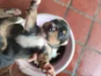Cachorrinhos