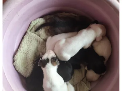 Cachorro raça SRD-ViraLata idade Abaixo de 2 meses nome Cachorrinhos