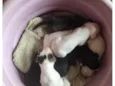 Cachorrinhos