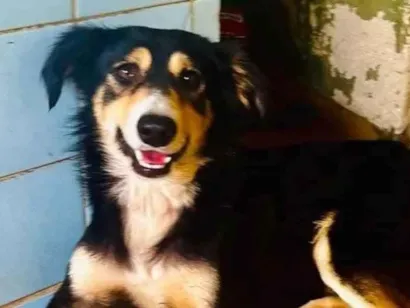 Cachorro raça SRD-ViraLata idade 2 anos nome Panda 