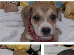 Cachorro raça SRD-ViraLata idade 2 a 6 meses nome Filhotinhos