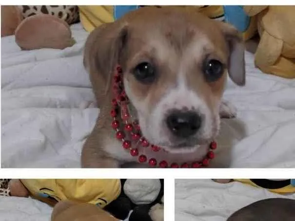 Cachorro ra a SRD-ViraLata idade 2 a 6 meses nome Filhotinhos