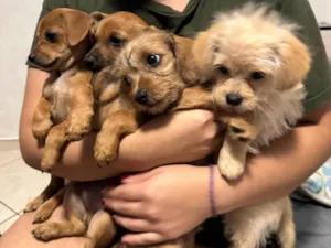 Cachorro raça SRD-ViraLata idade Abaixo de 2 meses nome 4 filhotinhos, sem nome ainda 