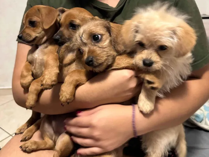 Cachorro ra a SRD-ViraLata idade Abaixo de 2 meses nome 4 filhotinhos, sem nome ainda