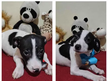 Cachorro raça SRD-ViraLata idade 2 a 6 meses nome Filhotes