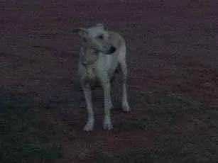 Cachorro raça SRD-ViraLata idade 4 anos nome Branquinha 