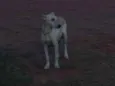 Branquinha