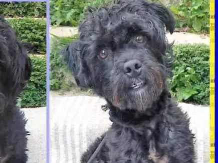 Cachorro ra a SRD-ViraLata idade 2 anos nome Joaquim
