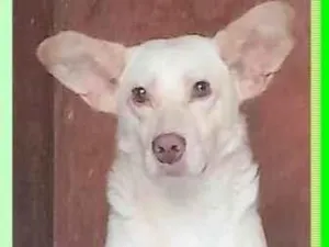 Cachorro raça SRD-ViraLata idade 1 ano nome Alemãozinho