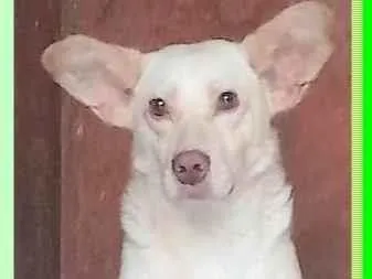 Cachorro ra a SRD-ViraLata idade 1 ano nome Alemãozinho