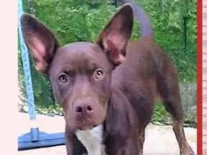 Cachorro raça SRD-ViraLata idade 7 a 11 meses nome Bombom