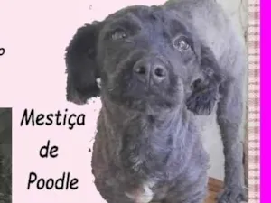 Cachorro raça Poodle idade 1 ano nome Petit