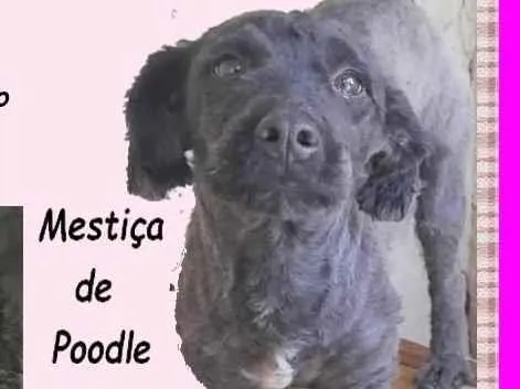 Cachorro ra a Poodle idade 1 ano nome Petit