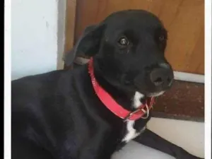 Cachorro raça SRD-ViraLata idade 2 a 6 meses nome Adoção Urgente