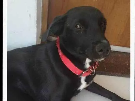 Cachorro ra a SRD-ViraLata idade 2 a 6 meses nome Adoção Urgente