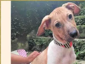 Cachorro raça SRD-ViraLata idade 2 a 6 meses nome Festinha