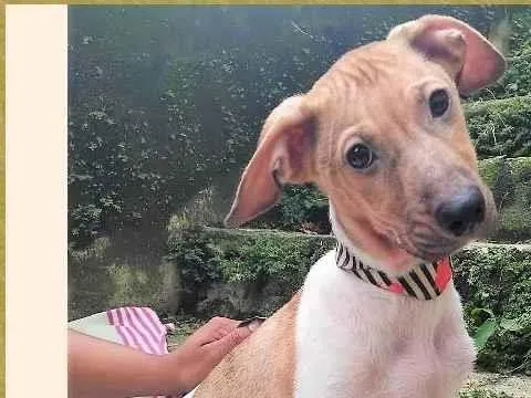 Cachorro ra a SRD-ViraLata idade 2 a 6 meses nome Festinha