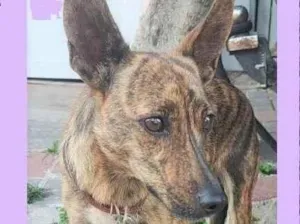 Cachorro raça SRD-ViraLata idade 3 anos nome Tigresa